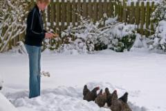 Huehner im Schnee